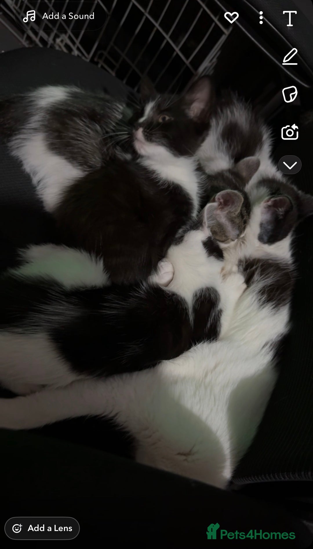 Mixed Breed cats for sale: Adorable Kittens  - Image 6