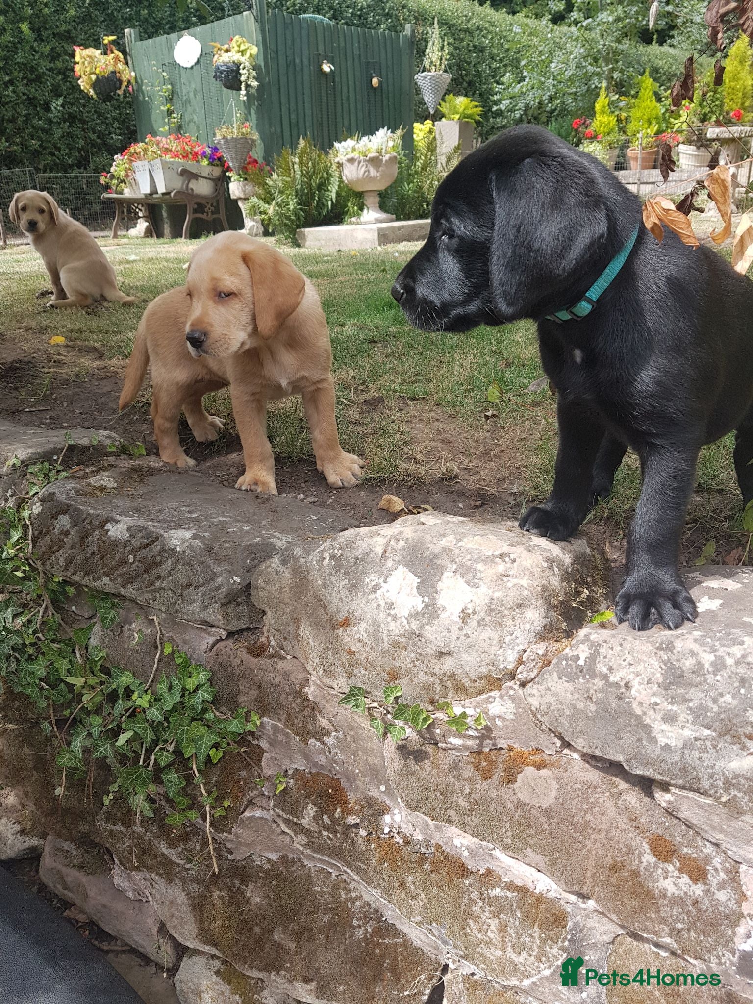 Labrador Retriever dogs Excellent KC Registered Labrador puppies  - Advert 2