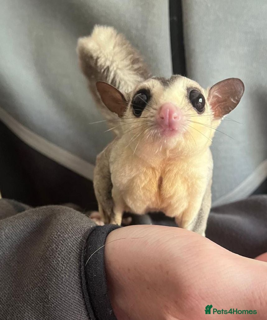Sugar Glider rodents 1 male and female sugar gliders-Bonded Pair  - Advert 1