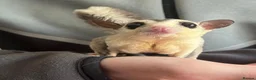 Sugar Glider rodents for sale: 1 male and female sugar gliders-Bonded Pair  - Advert 1
