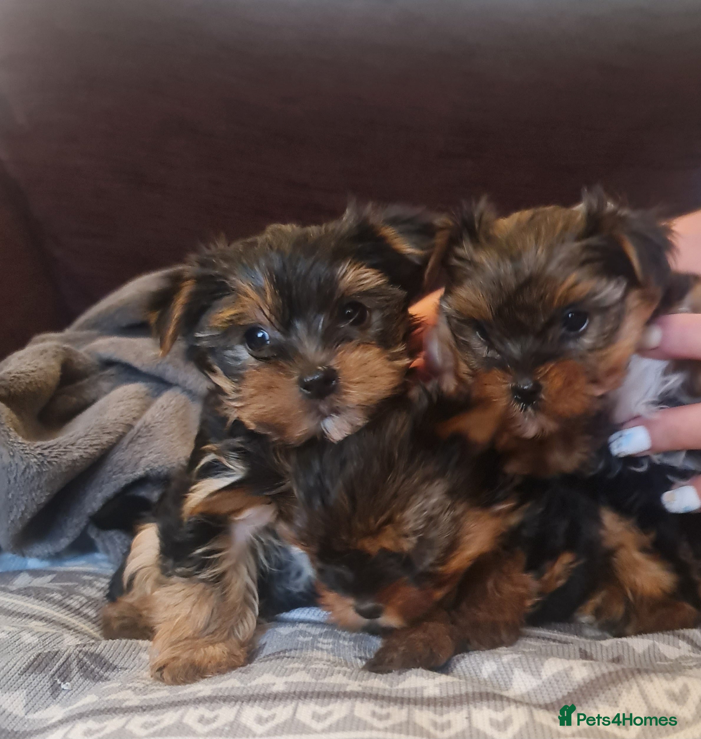 Yorkshire Terrier dogs Mini Yorkshire Terrier - Advert 8