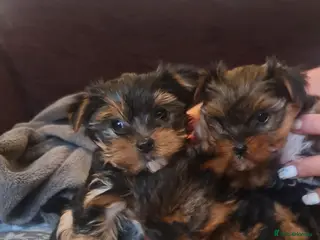 Yorkshire Terrier dogs Mini Yorkshire Terrier - Advert 16