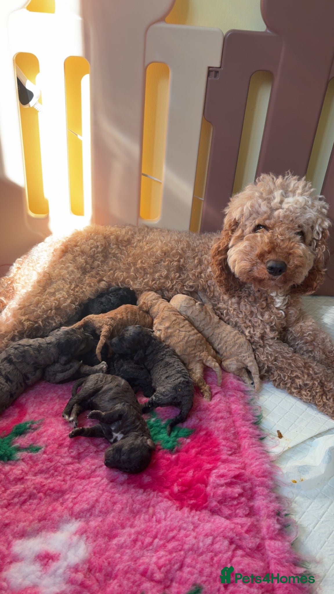 Cockapoo dogs Stunning F1B Cockapoos  - Advert 17