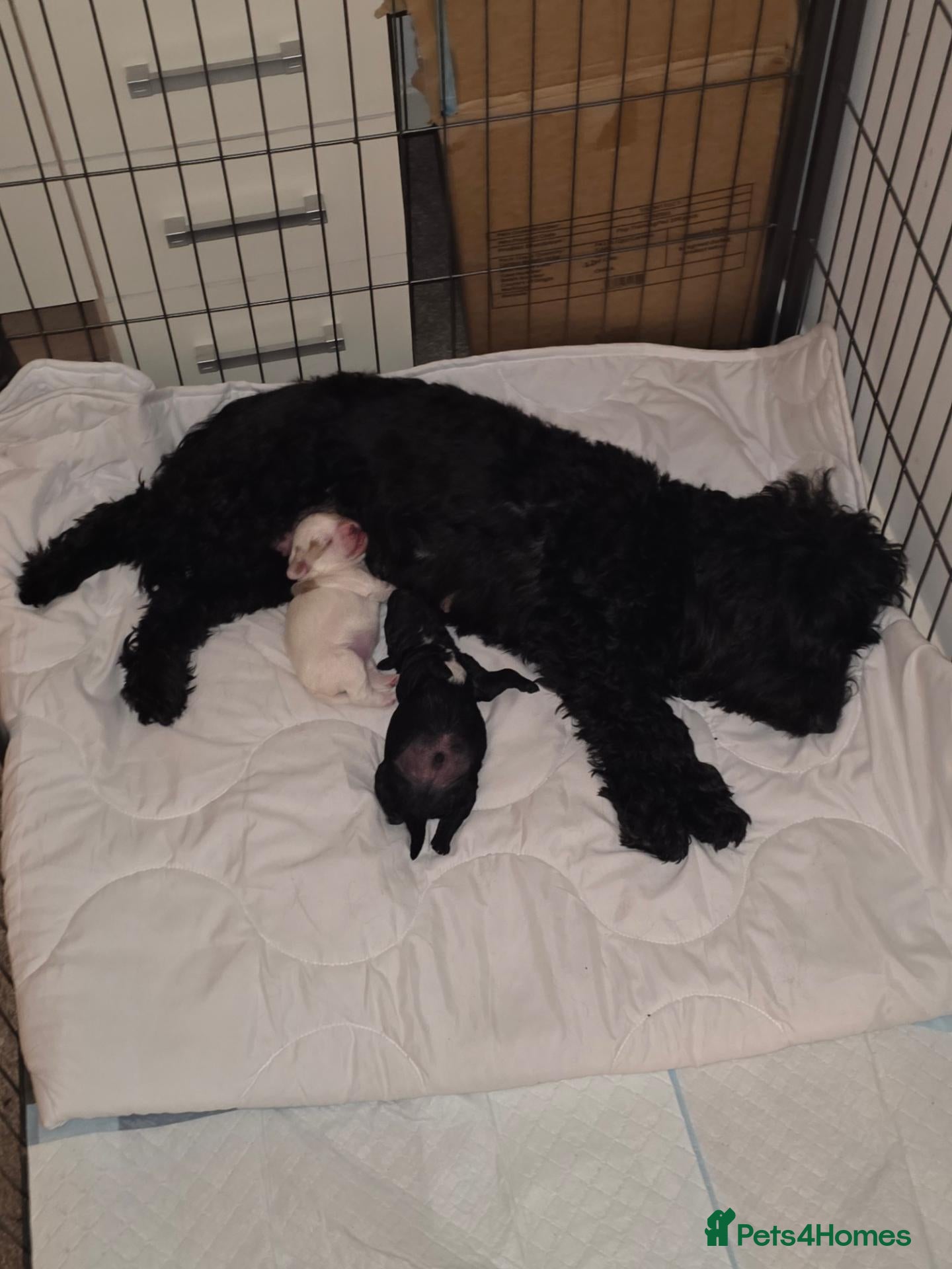 Cockapoo dogs for sale: 3 beautiful f1b cockapoo puppies  - Advert 14