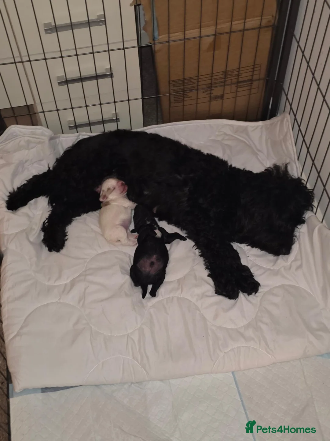 Cockapoo dogs for sale: 3 beautiful f1b cockapoo puppies  - Advert 1