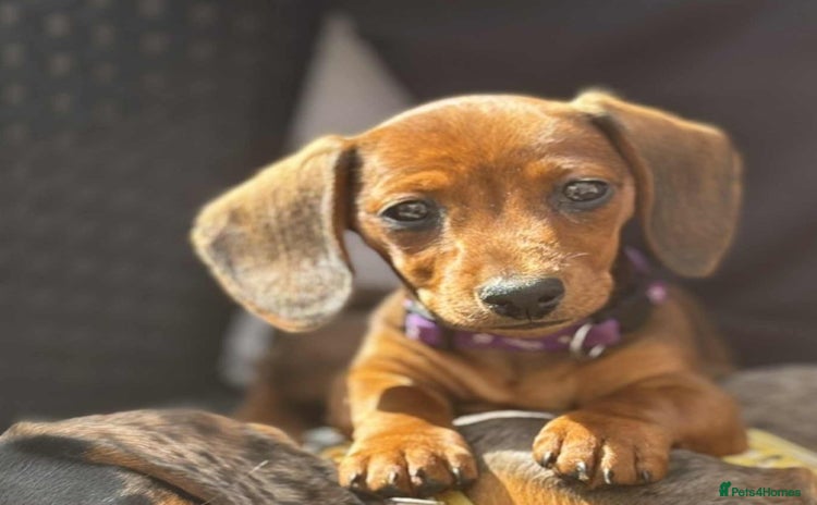 Miniature Dachshund dogs - Advert 15