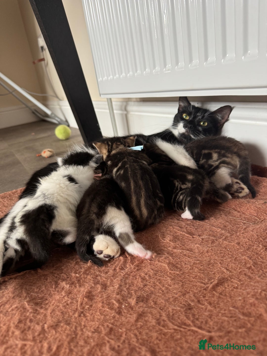 Mixed Breed cats for sale: Kittens looking for their new home  - Image 1