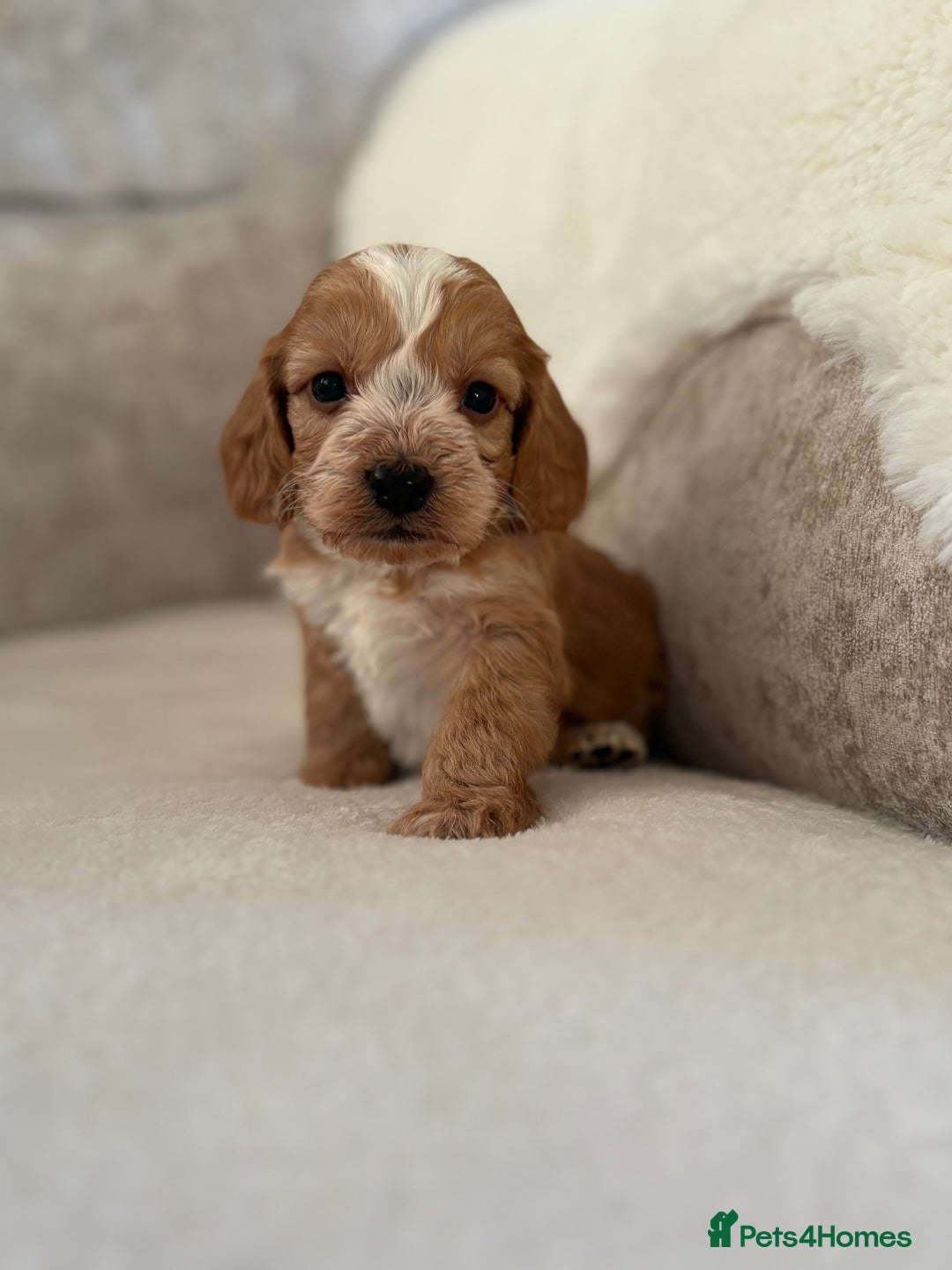 Cockapoo dogs for sale: F1 Cockapoo puppies - Advert 24