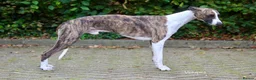 Whippet dogs for stud: Kawrsing Whippets - Advert 2