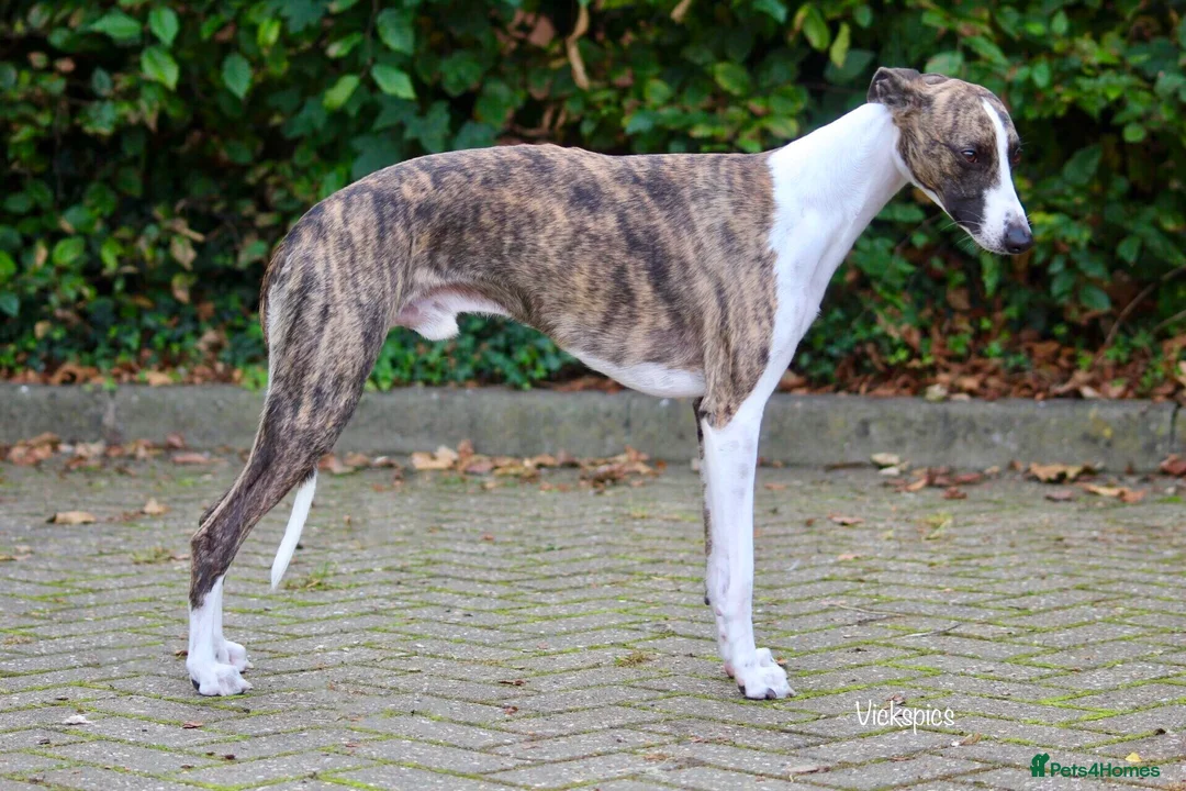 Whippet dogs for stud: Kawrsing Whippets - Advert 2