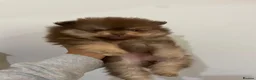 Pomeranian dogs for sale: Chocolate Pomeranian teddy bears 🤎🤎🤎🤎 - Advert 7