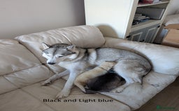Siberian Husky dogs for sale: 5 Syberrian Husky puppies - Image 16