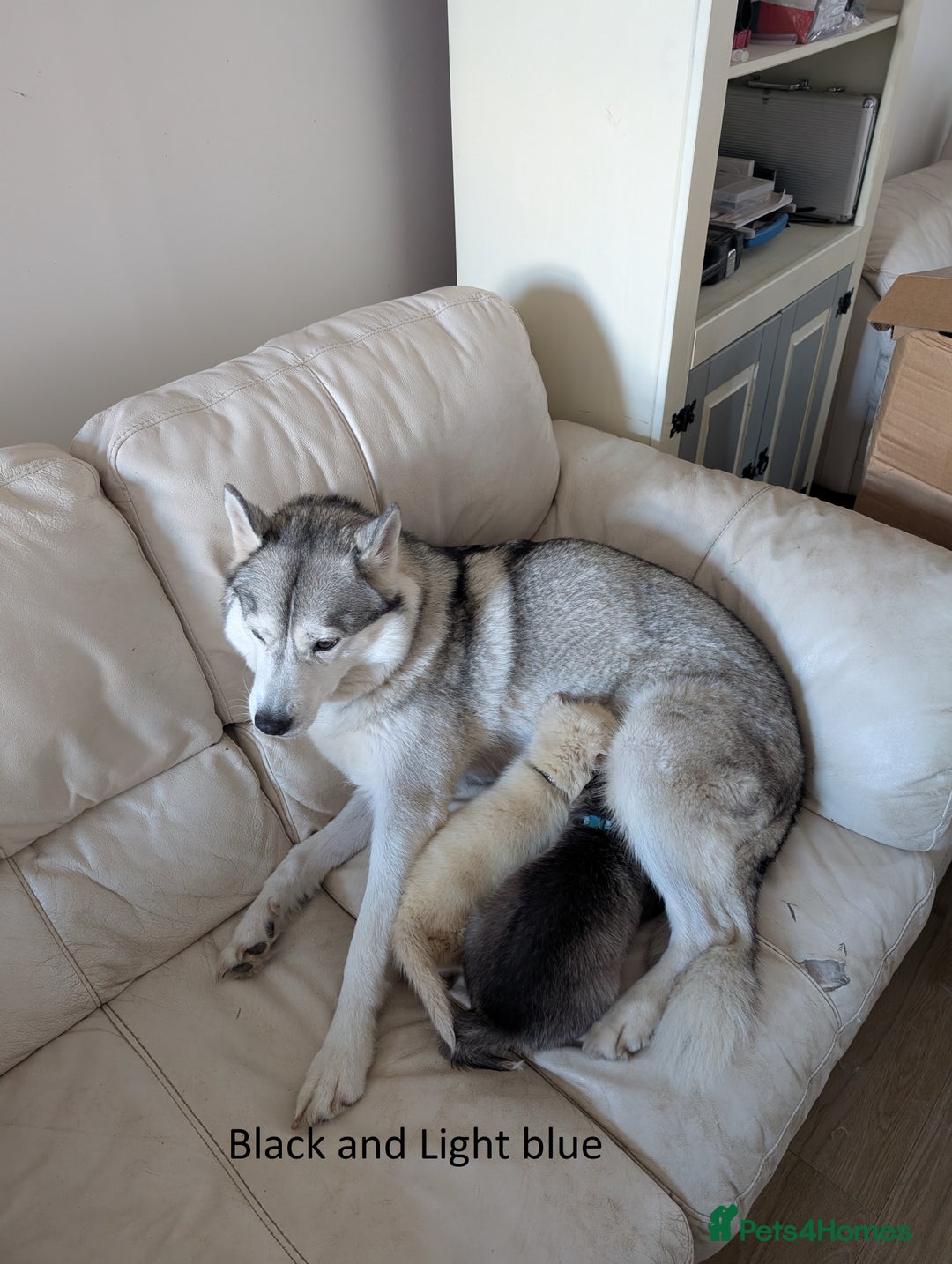 Siberian Husky dogs for sale: 5 Syberrian Husky puppies - Image 16