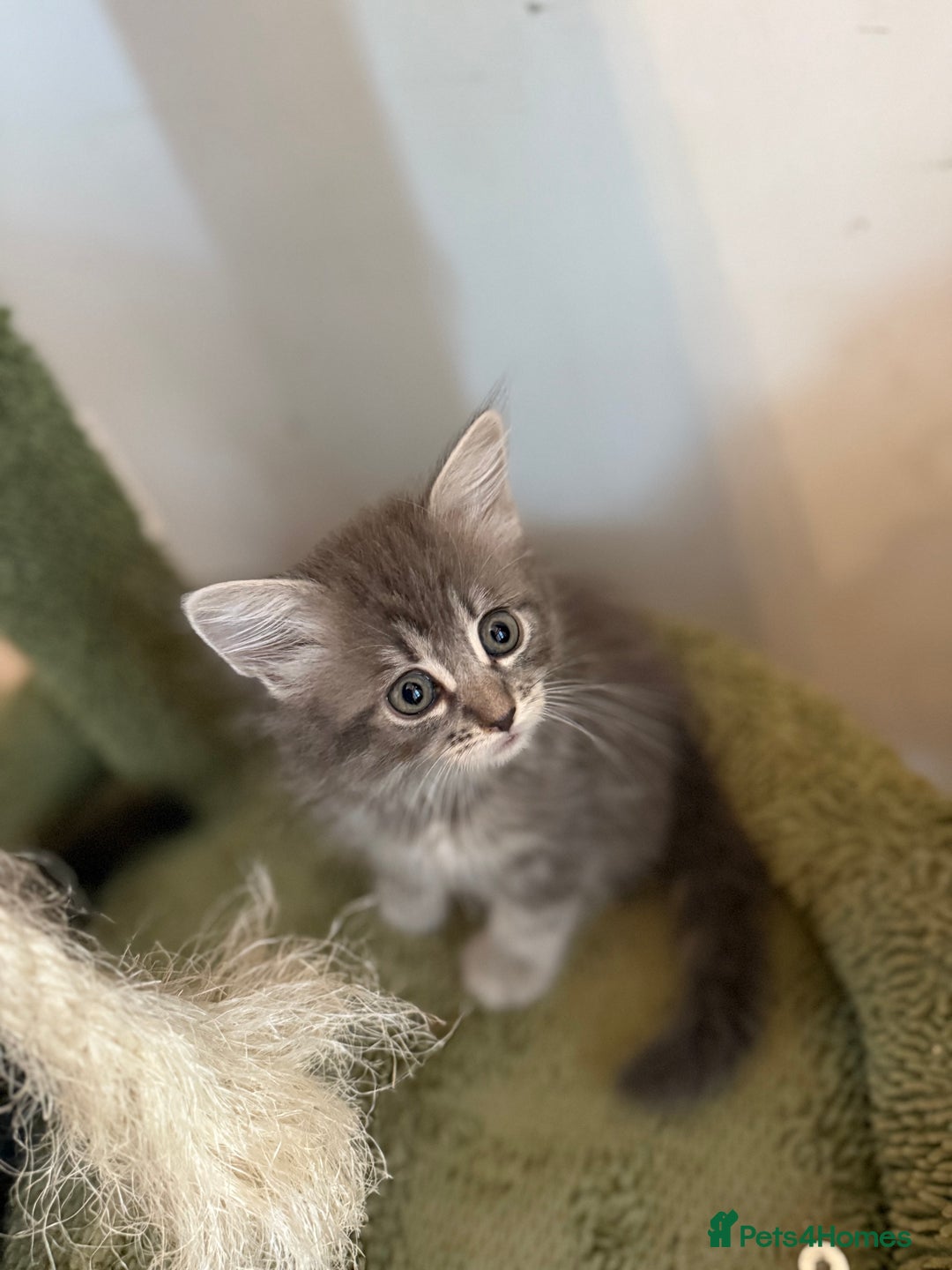 Siberian cats for sale: Full stunning siberian kittens for sale - Image 5
