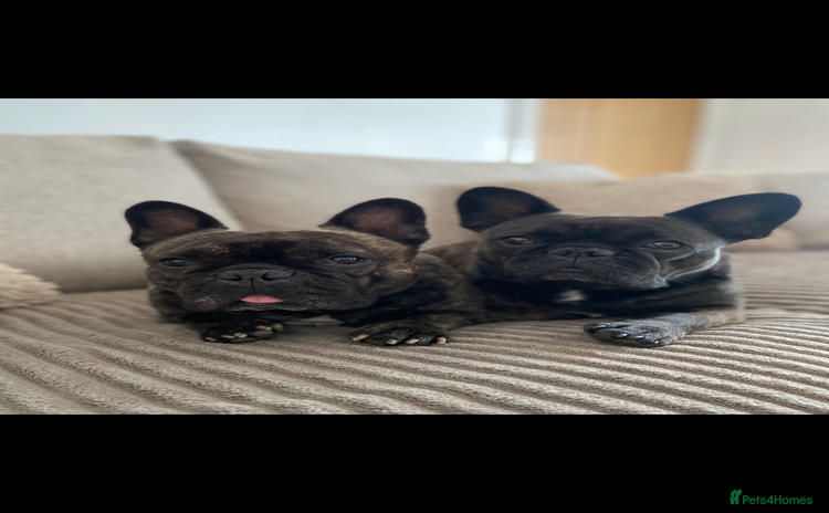 French Bulldog dogs - Advert 7