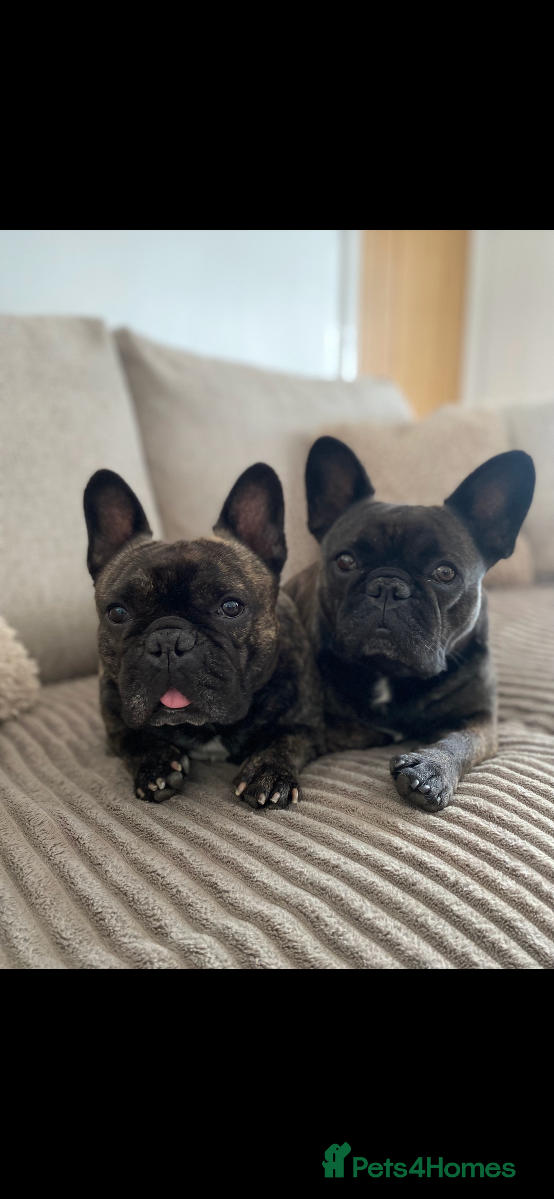 French Bulldog dogs for sale: New Home for Betty & Hugo - Image 1