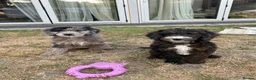 Cockapoo dogs for sale: *LAST 3 LEFT READY TO LEAVE*F1B Cockapoos🐶 - Advert 2