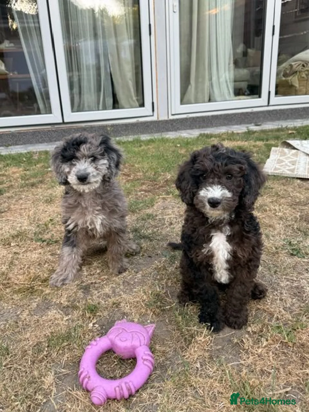 Cockapoo dogs for sale: *LAST 3 LEFT READY TO LEAVE*F1B Cockapoos🐶 - Advert 2