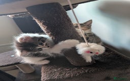 Mixed Breed cats for sale: 4 beautiful kittens for sale  - Image 5