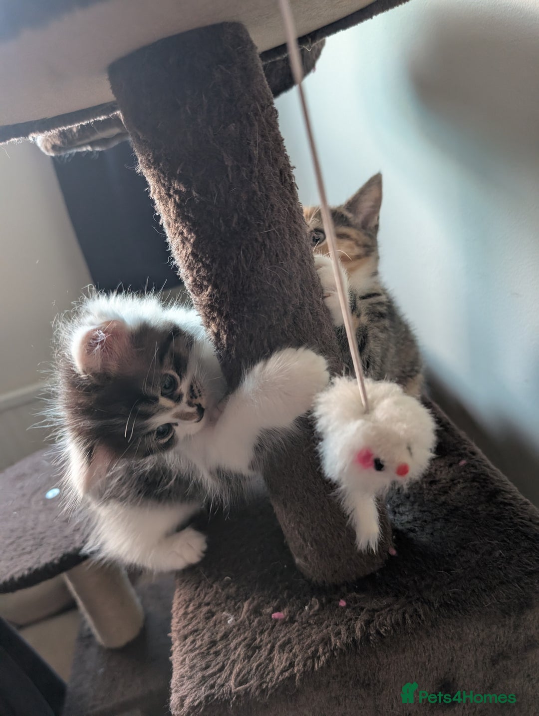 Mixed Breed cats for sale: 4 beautiful kittens for sale  - Image 5