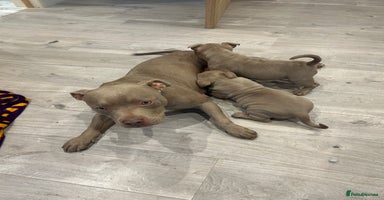 American Bully dogs - Advert 3
