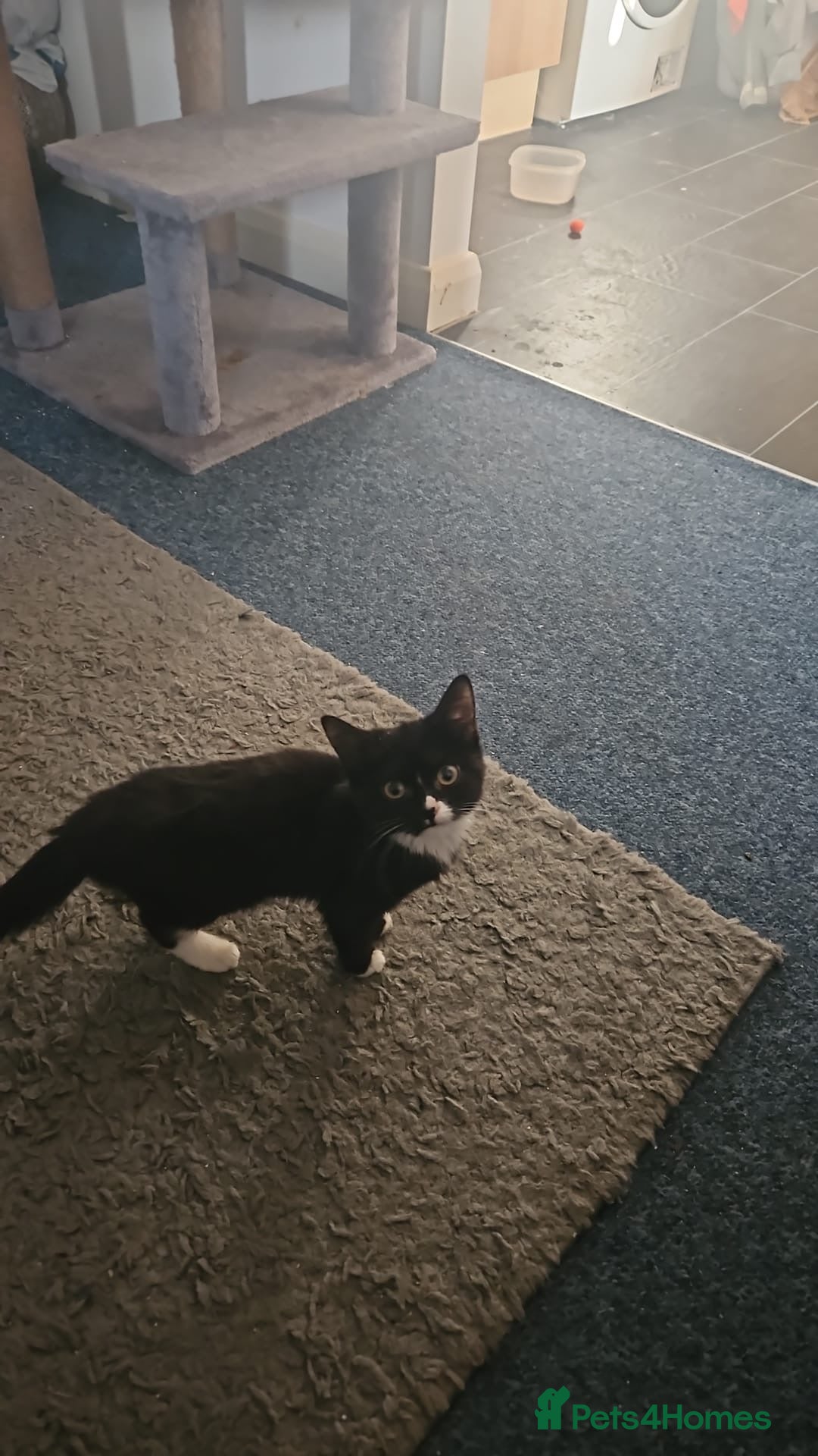 British Shorthair cats for sale: I’m selling the kittens - Image 1