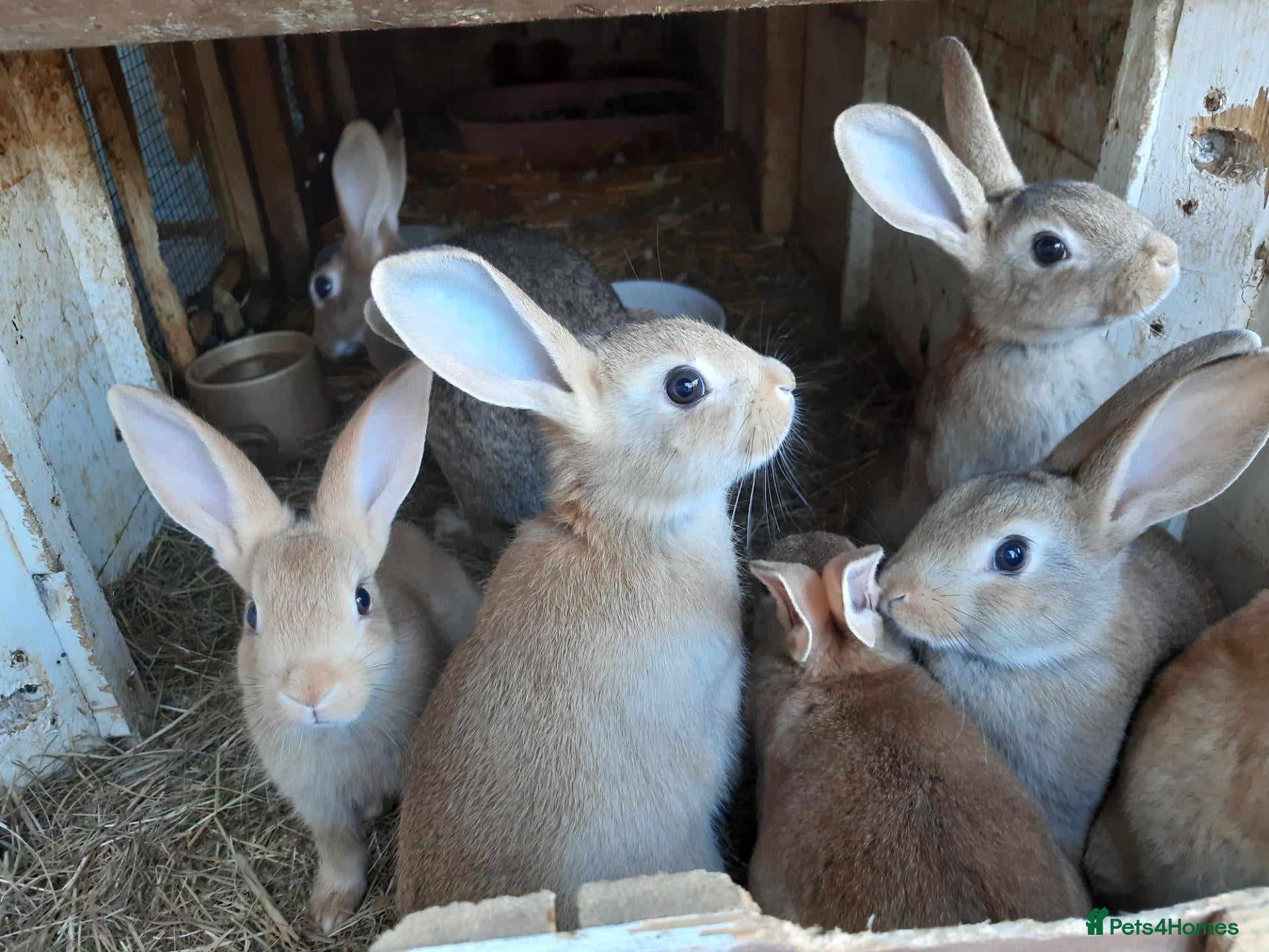 Mixed Breed rabbits Mixed rabbits - Advert 1