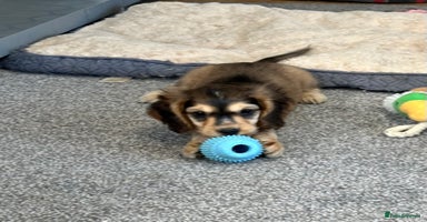 Cocker Spaniel dogs - Advert 5