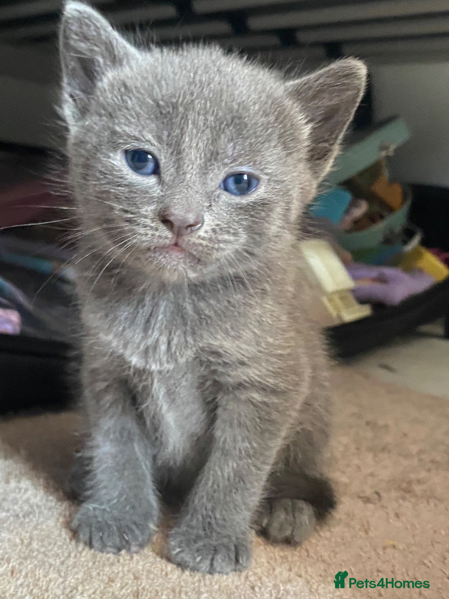 British Shorthair cats Stunning Litter of 7 Kittens Available to Reserve - Advert 6