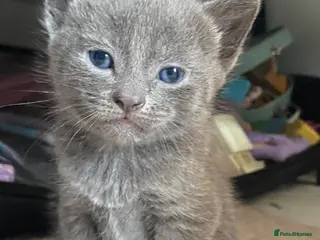 British Shorthair cats Stunning Litter of 7 Kittens Available to Reserve - Advert 6