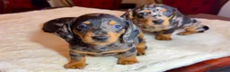 Miniature Dachshund dogs for sale: dachshunds puppies  - Advert 7