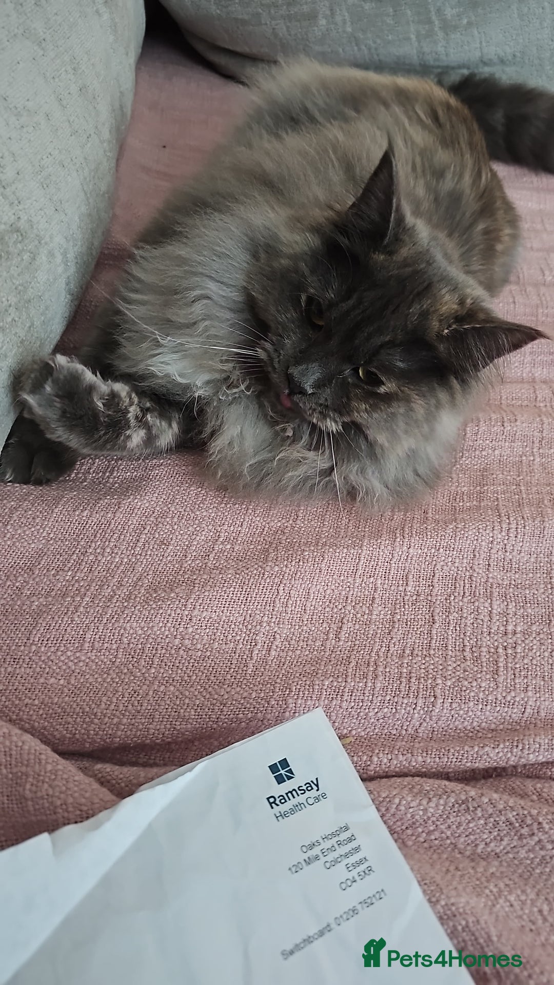 Maine Coon cats for sale: Beautiful ragdoll / Maine coon princess - Advert 5