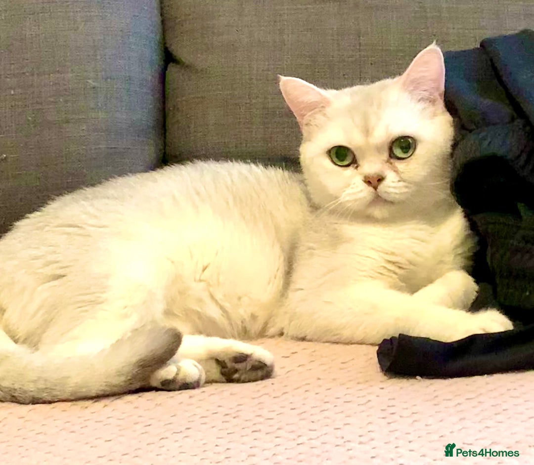 British Shorthair cats for sale: Lovely British Shorthair Neutered Girl  - Image 9