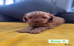 Miniature Poodle dogs for sale: Beautiful red miniature poodle KC Registered  - Image 8