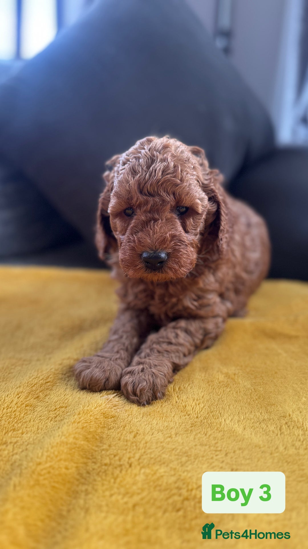 Miniature Poodle dogs for sale: Beautiful red miniature poodle KC Registered  - Image 8