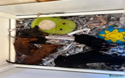 Miniature Dachshund dogs for sale: Stunning Puppies - Advert 7