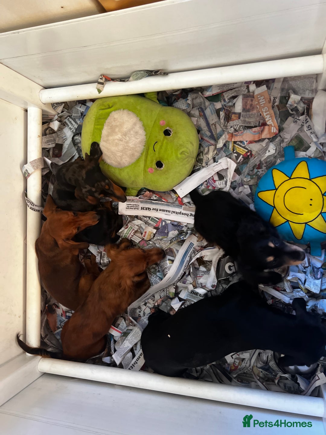 Miniature Dachshund dogs for sale: Stunning Puppies - Advert 7