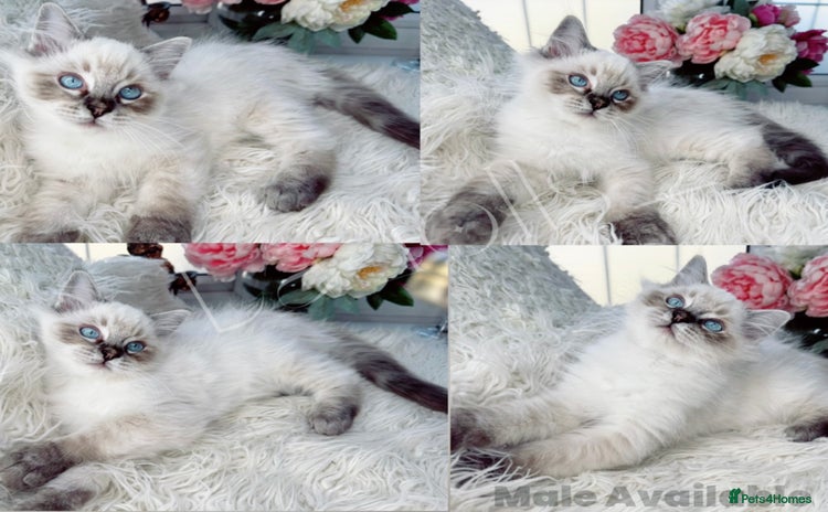 Ragdoll cats - Advert 2