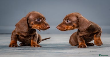 Miniature Dachshund dogs - Advert 3