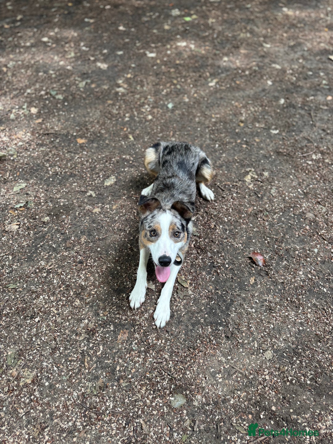 Welsh Collie dogs for sale: Welsh collie boy  - Image 5