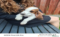 Basset Hound dogs for sale: Bassett Hound Puppies for Sale - Image 20