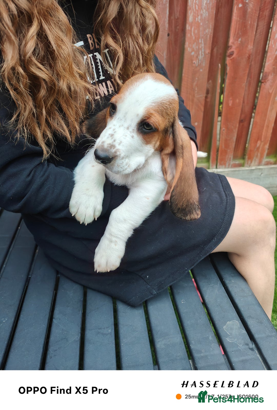 Basset Hound dogs for sale: Bassett Hound Puppies for Sale - Image 20