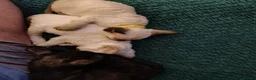 Devon Rex cats for sale: Devon rex kittens neutered  included in the price - Advert 23