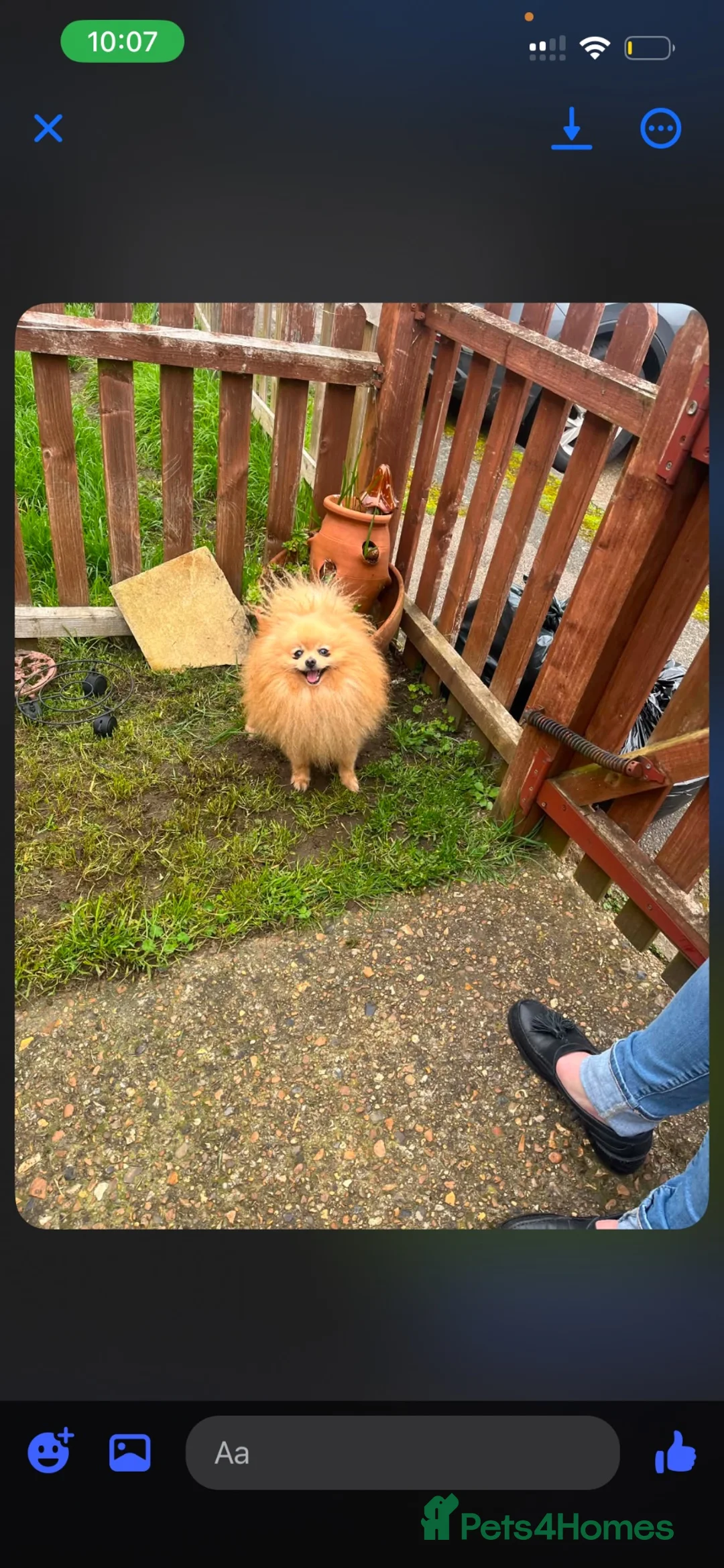 Pomeranian dogs for sale:  **  Pomeranian puppy in Swanley - Advert 2