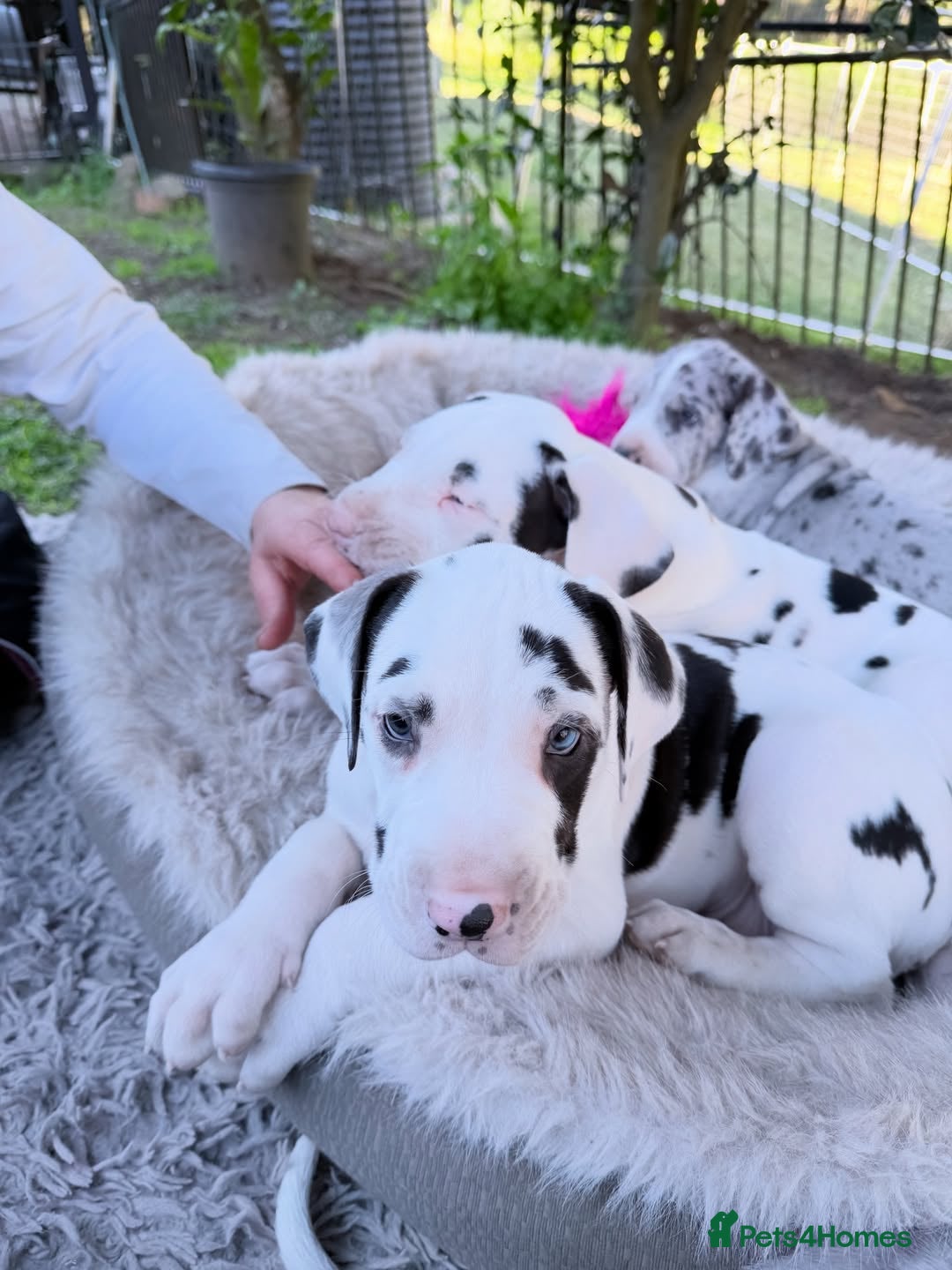 Great Dane dogs for sale: Great Danes Available–Gentle Giants in the Making - Advert 2