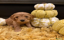 Cavapoo dogs for sale: Adorable Toy Cavapoo puppies ready on 3rd November - Image 18