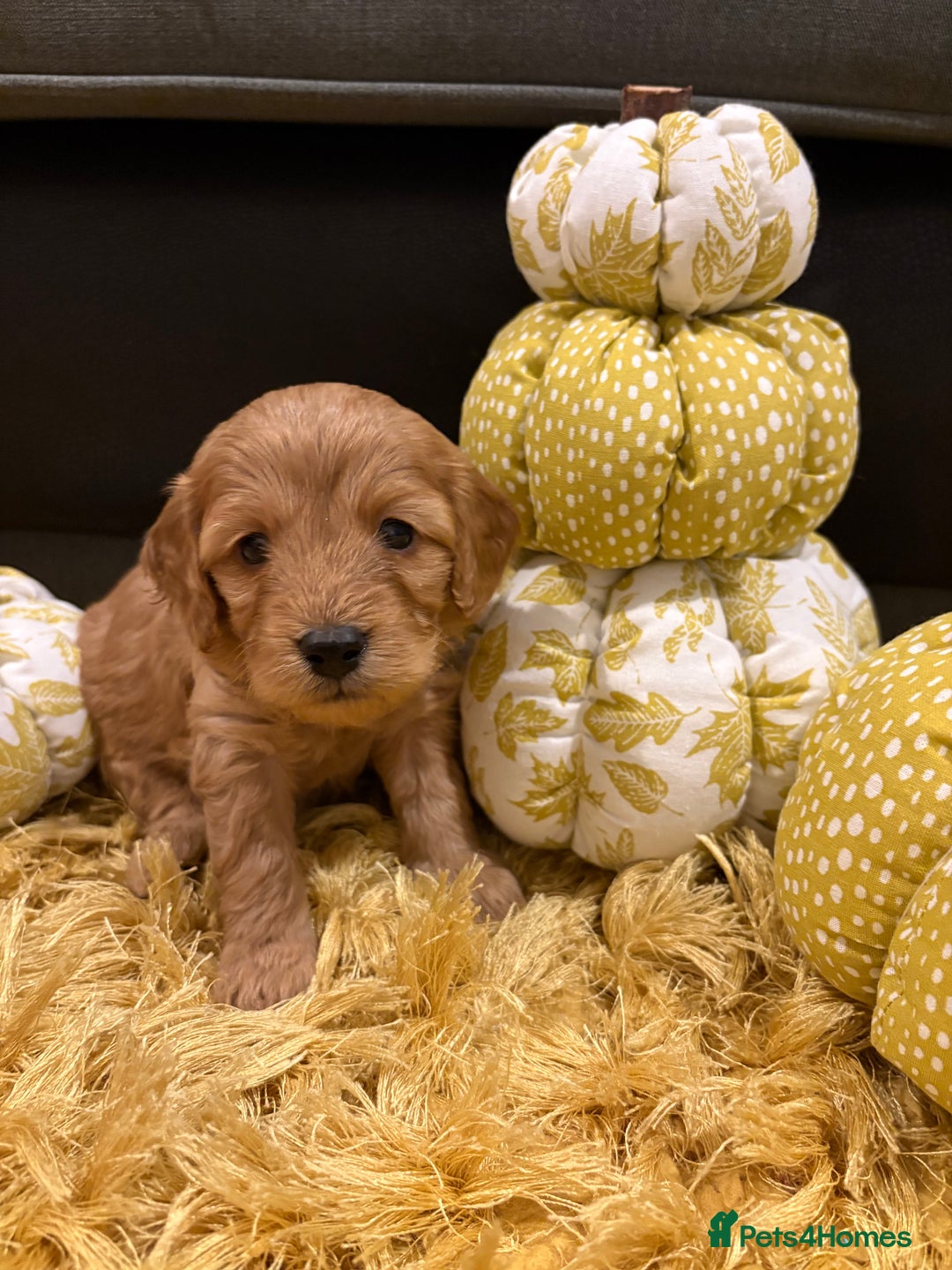 Cavapoo dogs for sale: Adorable Toy Cavapoo puppies ready on 3rd November - Image 18