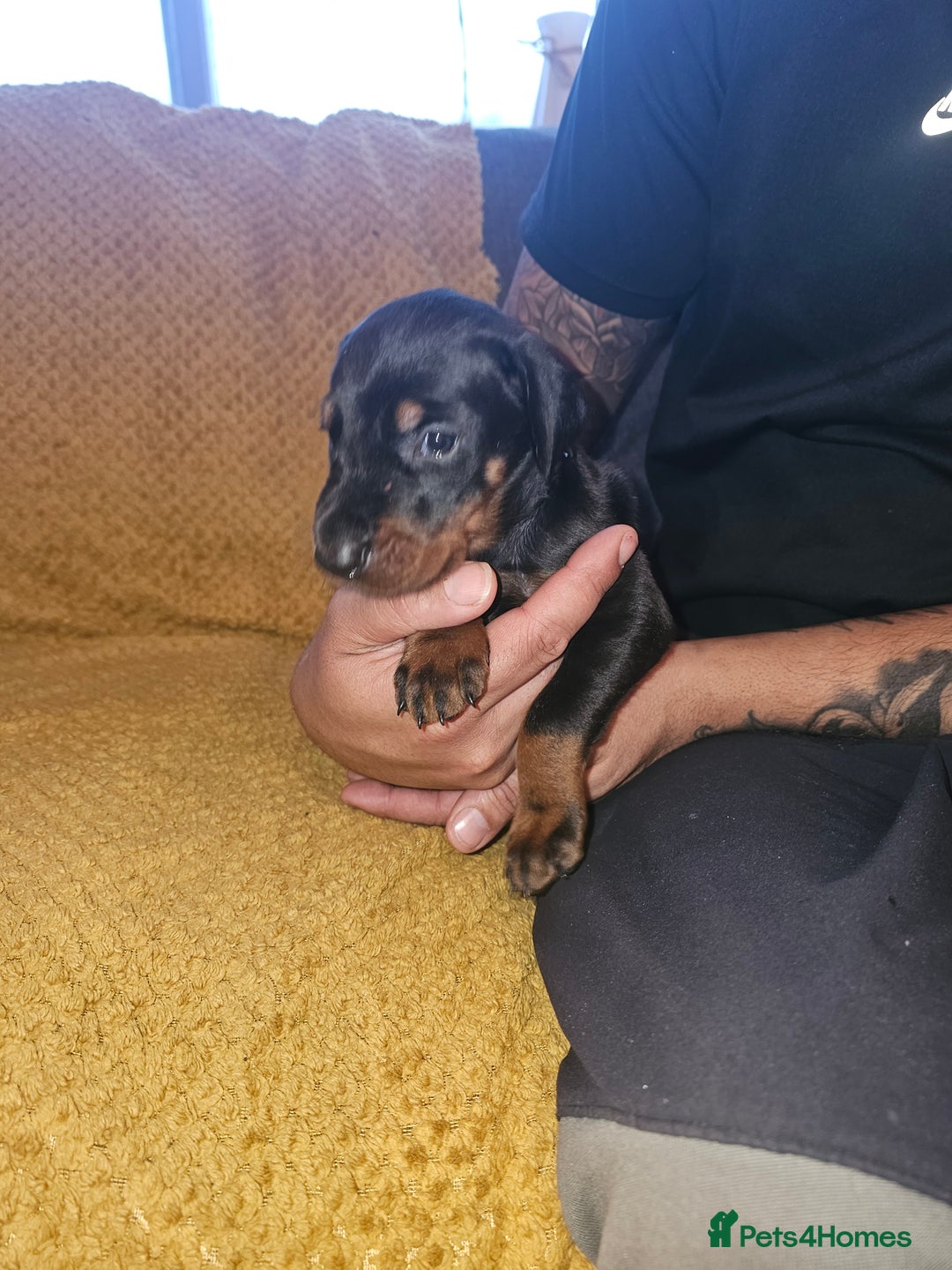 Dobermann dogs for sale: ☆☆DOBERMAN PUPPIES FOR SALE ☆☆ - Advert 12