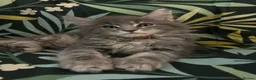 Maine Coon cats for sale: TICA Registered Maine Coon Kittens Available  in Sutton - Advert 35
