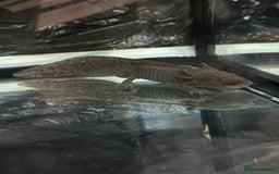 Axolotl reptiles for sale: rehoming axoltlos  - Image 1